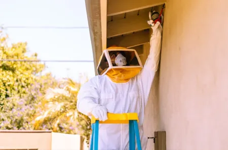 bee treatment
