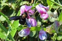 carpenter bee