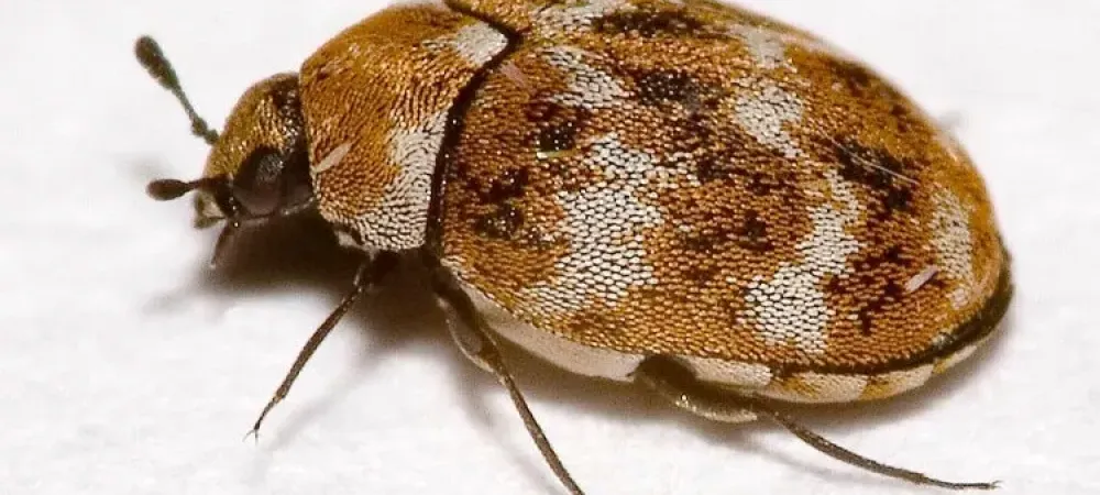carpet beetle control and treatments for the home