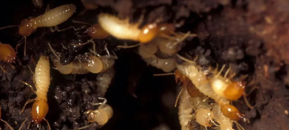 10 Effective Home Remedies to Get Rid of Termites in 2024