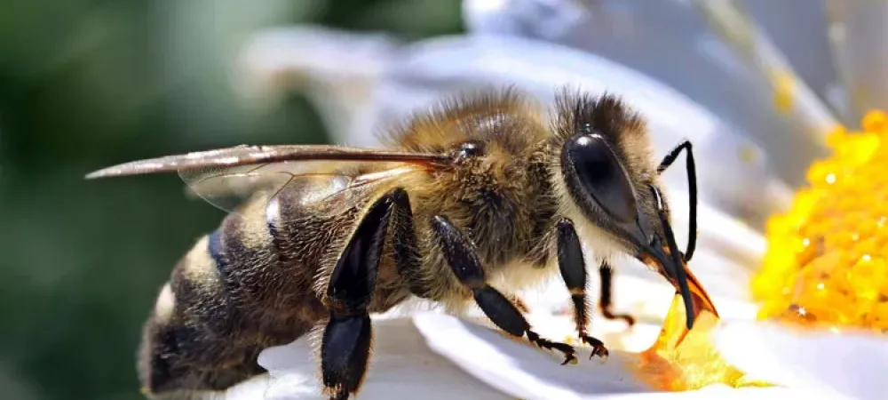 bee on a flower