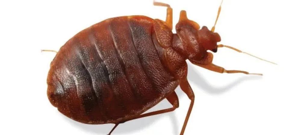 Ez Bed Bug Exterminator