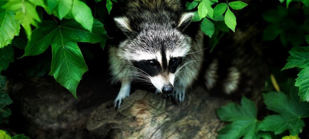 Raccoon Setting in a Bush