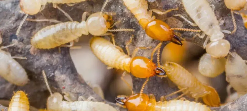 Types of Termites Found in California | Fenn Termite & Pest Control