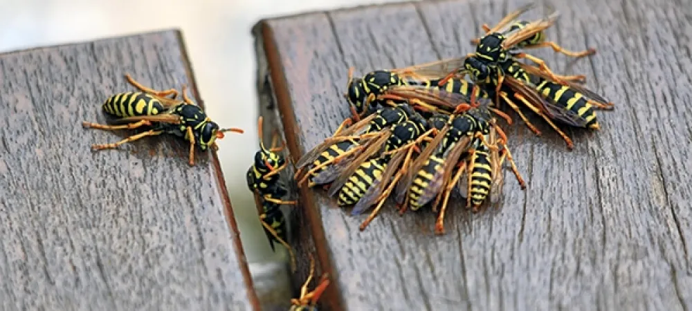 wasps